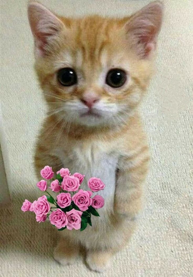 valentine